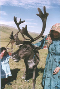 Полярный Урал. Автору позирует домашний олень. Фото Ю.Щеглова