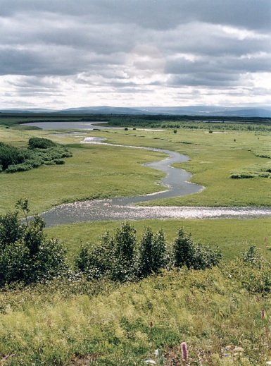 Река Щучья в тундре, после выхода из гор. Фото C. Гаврилова